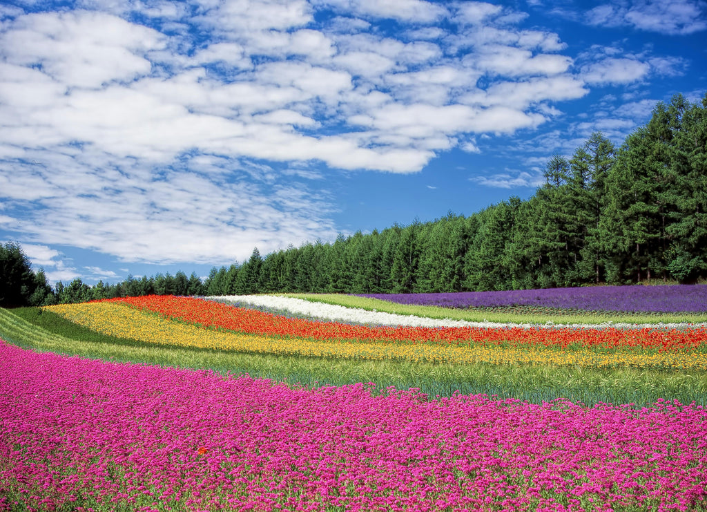 Fabulous Flowers