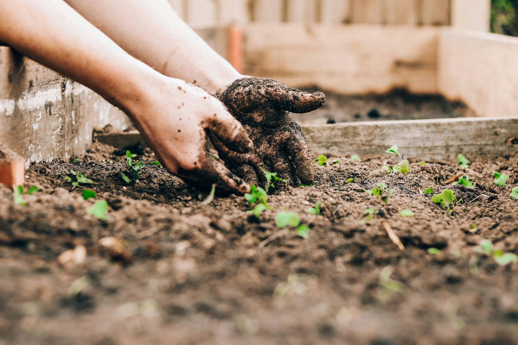 Gardening in June